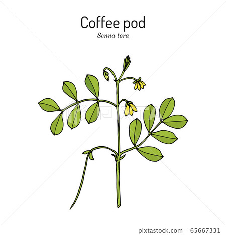 Coffee pod Senna tora , or Sickle Wild sensitive-plant, medicinal plant 65667331