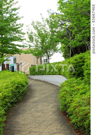 Fresh greenery in the Mori Koro Park (Aichi Prefecture) Fresh greenery in the Mori Koro Park (Aichi Prefecture) 65667468