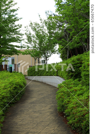 Fresh greenery in the Mori Koro Park (Aichi Prefecture) 65667470
