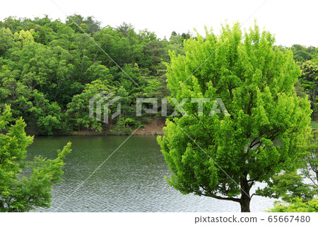 森古郎公園（愛知縣）的新鮮綠化 65667480