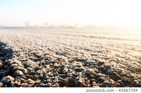 Frozen ground with hoarfrost on a farm field. Weather forecast and development time strategy for sowing growing crops. Unpredictable weather, global climate destabilization. Focus on frozen soil Frozen ground with hoarfrost on a farm field. Weather forecast and development time strategy for sowing growing crops. Unpredictable weather, global climate destabilization. Focus on frozen soil 65667784