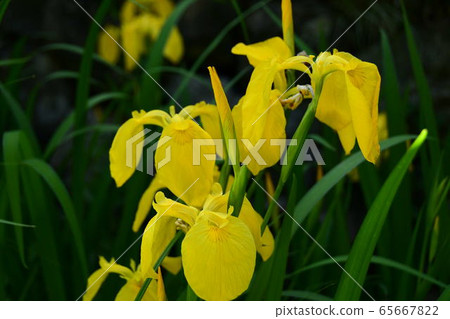 黃色鳶尾花 65667822