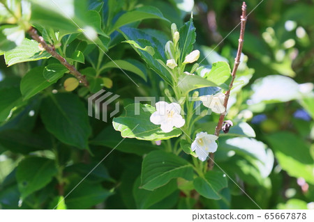 Flower of hakonnettsugi 65667878