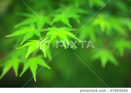 Blue leaves Blue leaves 65668066