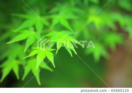 Blue leaves Blue leaves 65668120