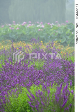 晨霧中的楓河綜合公園花卉園 65668441