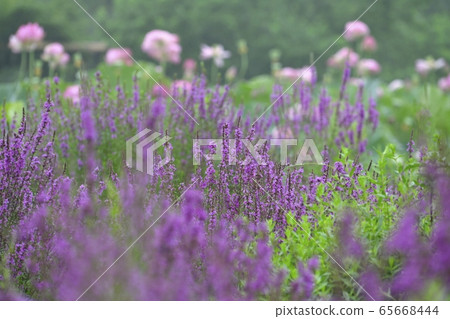 古河公園的晨霧中的大賀蓮和味ha的花田 65668444