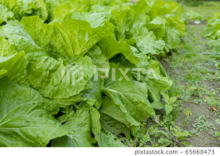 大白菜田3512 大白菜田3512 65668473