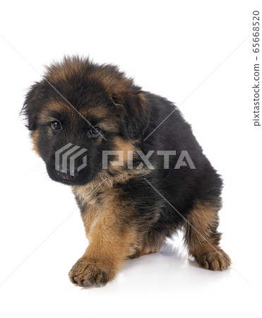 puppy german shepherd 65668520