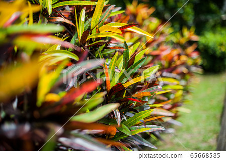 Nature Bali, Indonesia Nature Bali, Indonesia 65668585