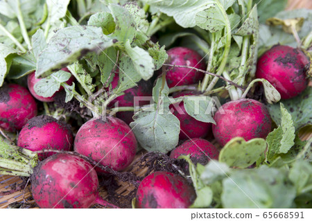 蘿蔔與土壤,蘿蔔蘿蔔 蘿蔔與土壤,蘿蔔蘿蔔 65668591