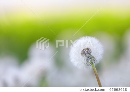 spring flower dandelion spring flower dandelion 65668618
