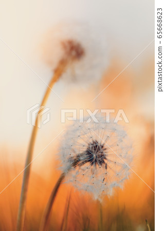spring flower dandelion spring flower dandelion 65668623