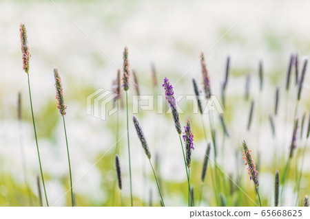 spring background with grass on meadow 65668625
