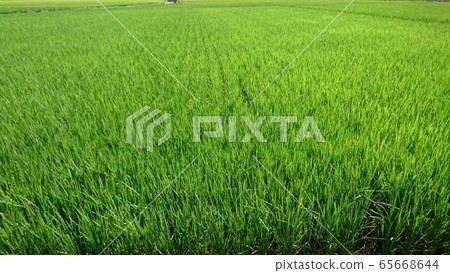 Rice planting, full of green rice and rice Rice planting, full of green rice and rice 65668644