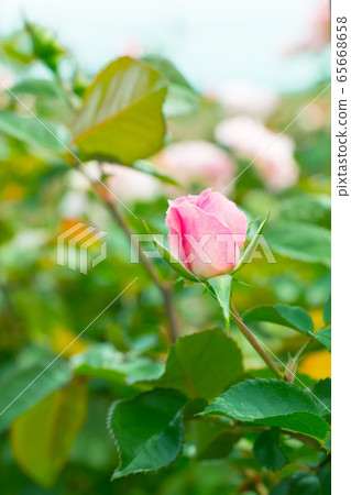 A budding pink rose in the garden. A budding pink rose in the garden. 65668658