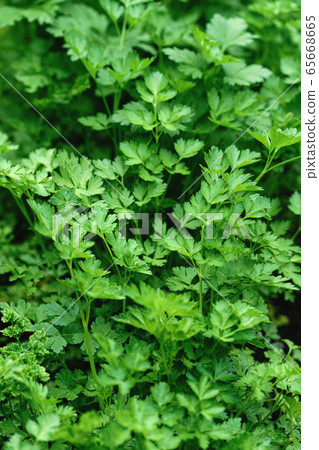 Green background of parsley leaves.Parsley growing in the garden. Green background of parsley leaves.Parsley growing in the garden. 65668665