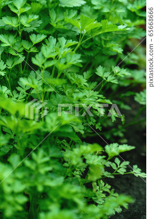 Background of parsley leaves. Parsley growing in the garden. Background of parsley leaves. Parsley growing in the garden. 65668666