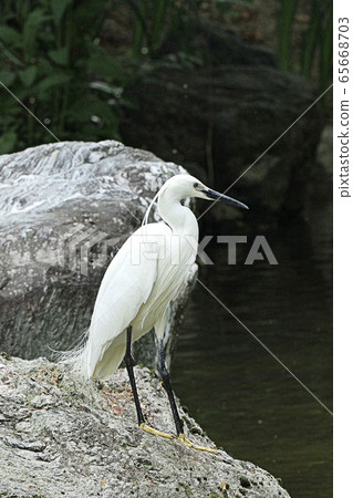 [Wild birds] Kosagi, Kosagi, Shirasagi, Sakai city 65668703