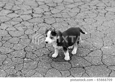 Lonely sad puppy 65668709