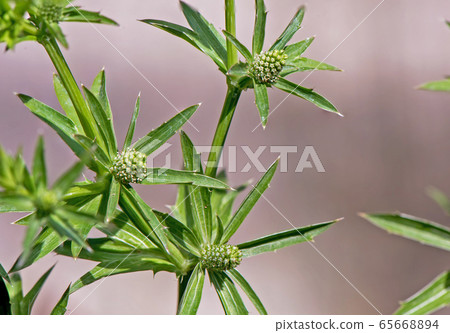 Green flower of Culantro, Long coriander, Sawtooth coriander, Stink weed, Eryngium (Eryngium foetidum) in vegetable garden Green flower of Culantro, Long coriander, Sawtooth coriander, Stink weed, Eryngium (Eryngium foetidum) in vegetable garden 65668894