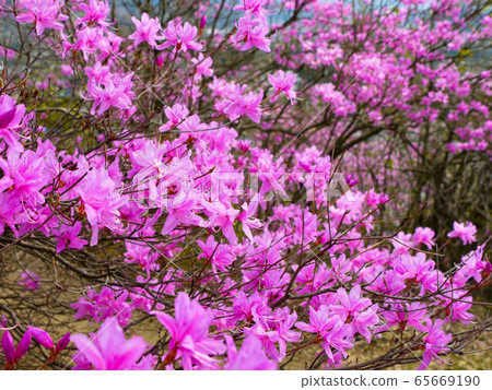 Iwatutsuji at Chichibu Tsuiwaji Iwatutsuji at Chichibu Tsuiwaji 65669190