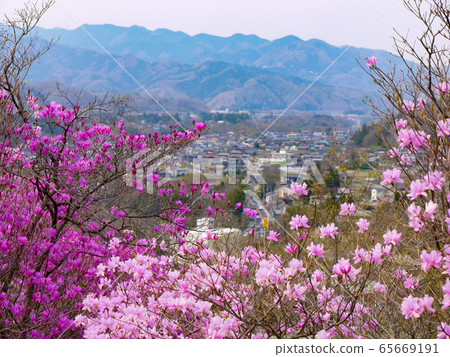 Iwatutsuji at Chichibu Tsuiwaji 65669191