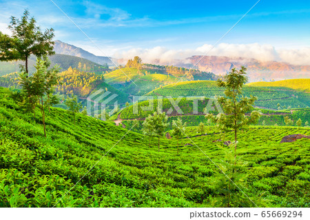 Tea plantation nature background landscape Tea plantation nature background landscape 65669294