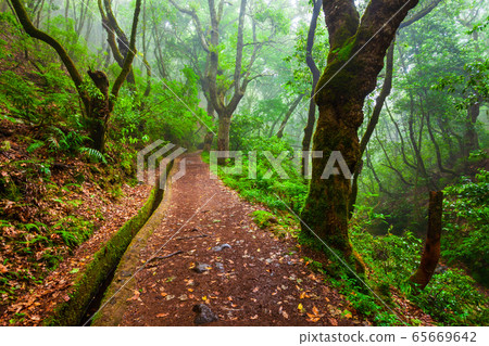 Levada irrigation channel at Madeira island Levada irrigation channel at Madeira island 65669642