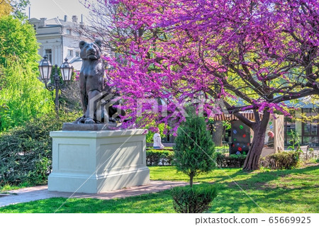 City garden in Odessa, Ukraine 65669925