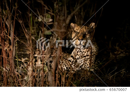 Wild leopard hidden in the bush at night Wild leopard hidden in the bush at night 65670007