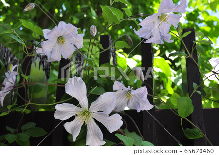 Clematis in full bloom Clematis in full bloom 65670460