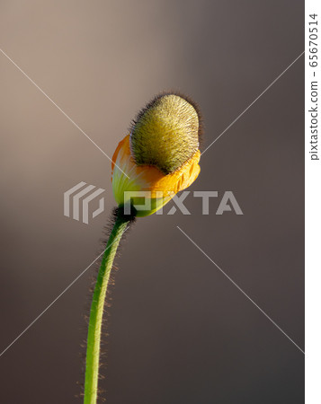 已經開始打開的罌粟花蕾 65670514