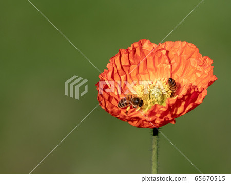 橙色的罌粟和蜜蜂 65670515