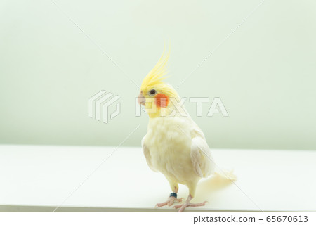 小鸚鵡Lucino 小鸚鵡Lucino 65670613