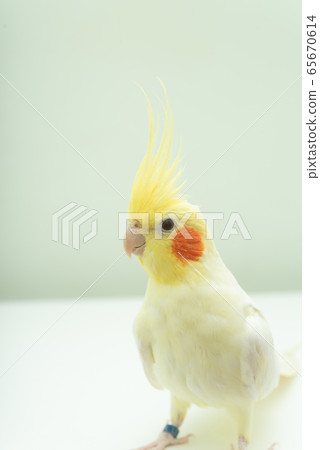 Cockatiel Lucino 65670614