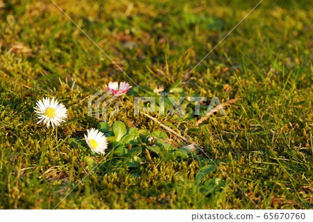 小花 小花 65670760