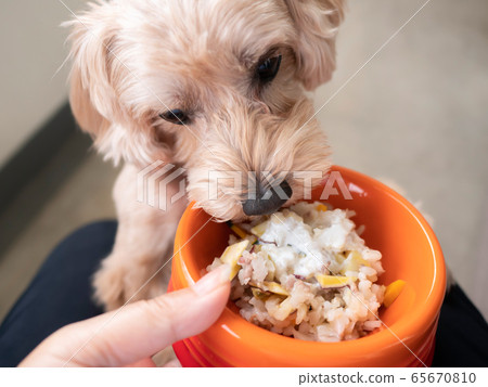 A cute small dog that bites without waiting for pet food in a dog bowl [Malpu] 65670810