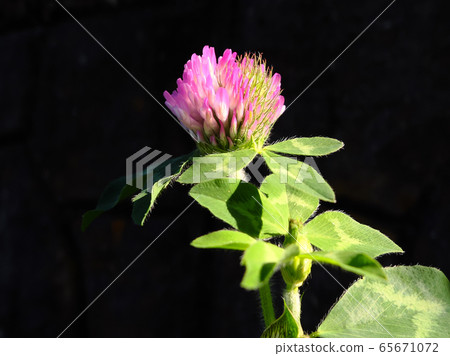 紅三葉草 65671072