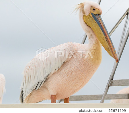 Group of beautiful water bird Pink-backed Pelicans with yellow beak and gentle pink feathers and funny topknot sitting on ship deck and begging food from people without fear them. Namibia. 65671299