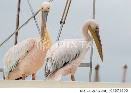 Group of beautiful water bird Pink-backed Pelicans with yellow beak and gentle pink feathers and funny topknot sitting on ship deck and begging food from people without fear them. Namibia. Group of beautiful water bird Pink-backed Pelicans with yellow beak and gentle pink feathers and funny topknot sitting on ship deck and begging food from people without fear them. Namibia. 65671300
