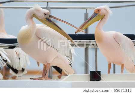 Group of beautiful water bird Pink-backed Pelicans with yellow beak and gentle pink feathers and funny topknot sitting on ship deck and begging food from people without fear them. Namibia. Group of beautiful water bird Pink-backed Pelicans with yellow beak and gentle pink feathers and funny topknot sitting on ship deck and begging food from people without fear them. Namibia. 65671312