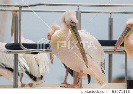 Group of beautiful water bird Pink-backed Pelicans with yellow beak and gentle pink feathers and funny topknot sitting on ship deck and begging food from people without fear them. Namibia. Group of beautiful water bird Pink-backed Pelicans with yellow beak and gentle pink feathers and funny topknot sitting on ship deck and begging food from people without fear them. Namibia. 65671316