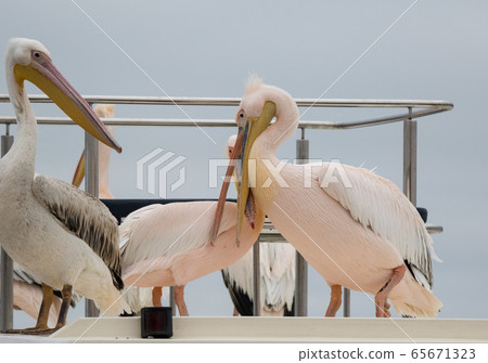 Group of beautiful water bird Pink-backed Pelicans with yellow beak and gentle pink feathers and funny topknot sitting on ship deck and begging food from people without fear them. Namibia. Group of beautiful water bird Pink-backed Pelicans with yellow beak and gentle pink feathers and funny topknot sitting on ship deck and begging food from people without fear them. Namibia. 65671323