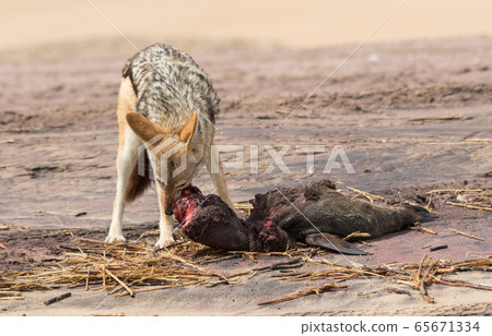 Hungry Black backed jackal eating killed seal cub and guarding catch standing on ocean coast. Namibia Hungry Black backed jackal eating killed seal cub and guarding catch standing on ocean coast. Namibia 65671334