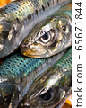 沙丁魚 65671844