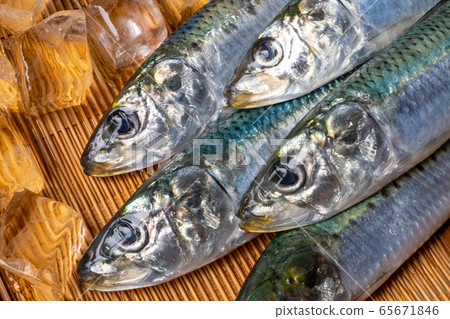 沙丁魚 65671846