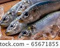 沙丁魚 65671855