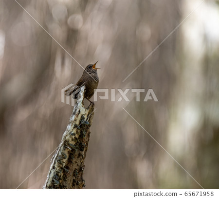 Chirping the bird Wren 65671958