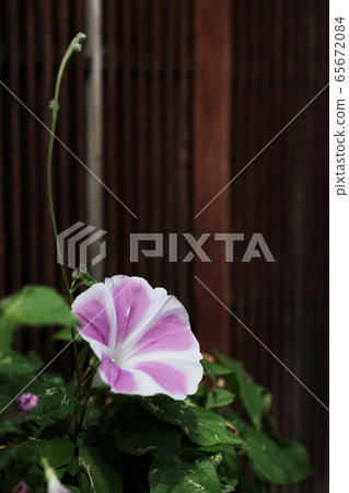 喇叭花 65672084